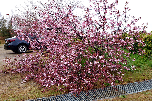 針木浄水場 運動・自然公園 地面に成長した桜