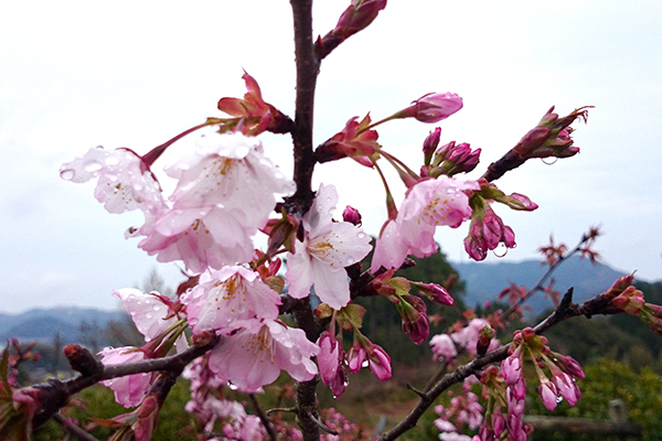 針木浄水場 運動・自然公園 雨上がりの桜
