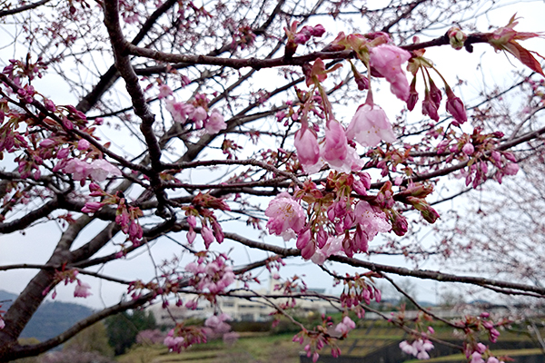 針木浄水場 運動・自然公園 一部開花した桜