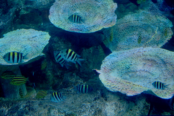 足摺海洋館 熱帯魚