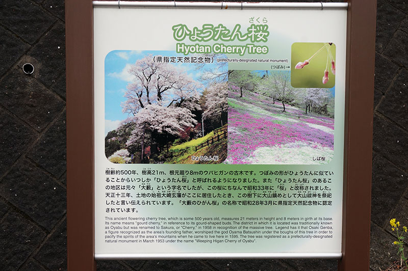 仁淀川町のひょうたん桜の案内看板