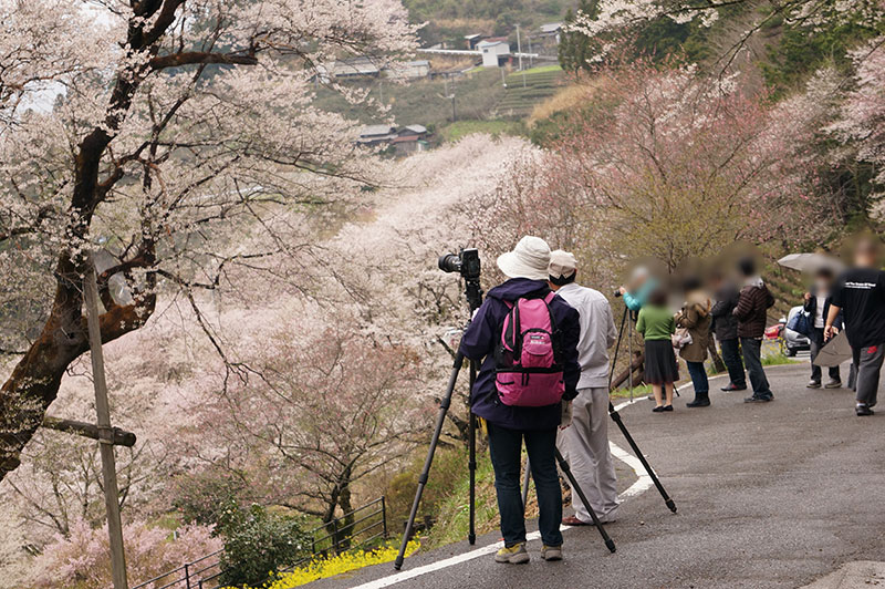 仁淀川町のひょうたん桜公園に訪れていた人