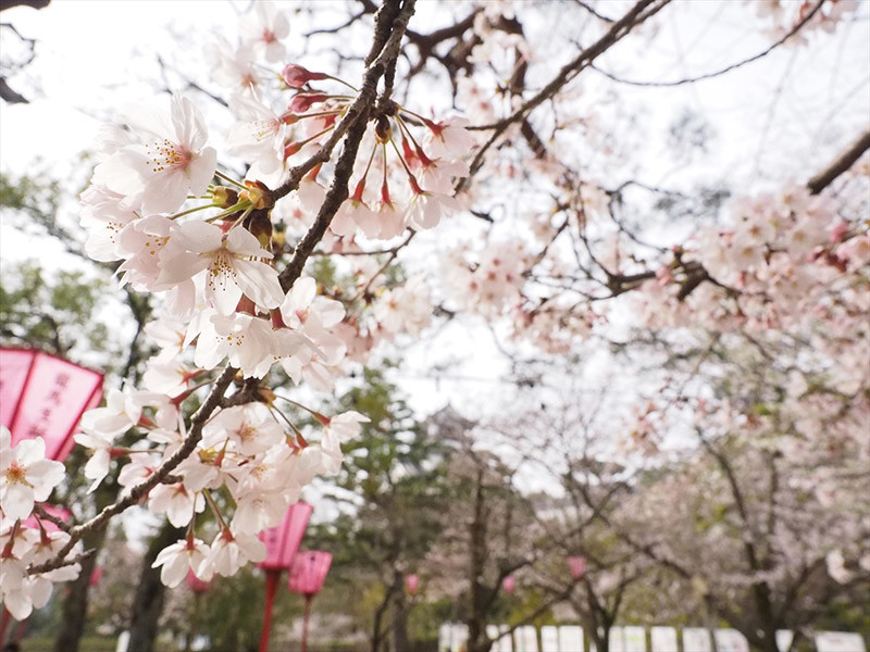高知の桜の開花予想