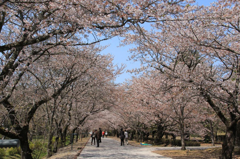 200mもの道を桜が覆うサクラトンネルが有名な鏡野公園