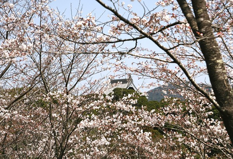 高知の桜 四万十市中村の為松公園