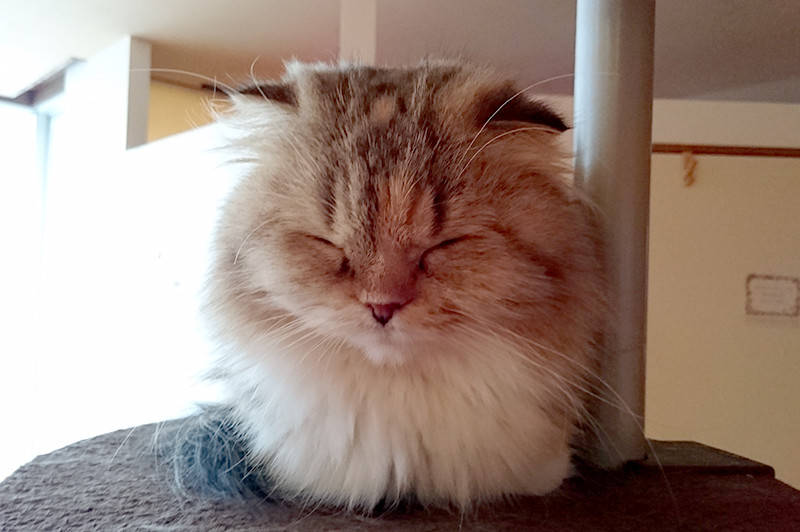 猫カフェ 夢猫 キャットタワーで居眠り