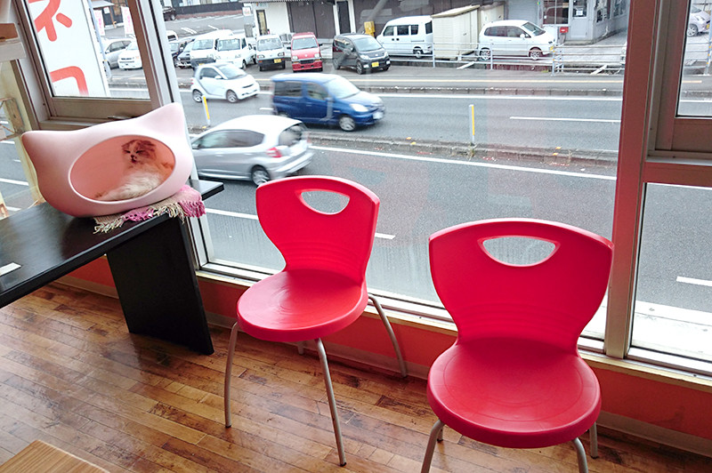 猫カフェ 夢猫 窓際スペース椅子
