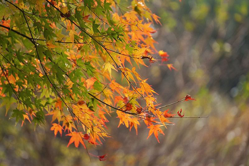 長沢の滝周辺の紅葉