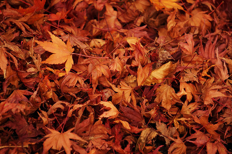 長沢の滝周辺の紅葉の絨毯
