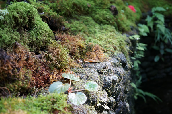 牧野植物園 ジャングスペース 苔類