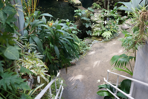 牧野植物園 ジャングルスペース階段