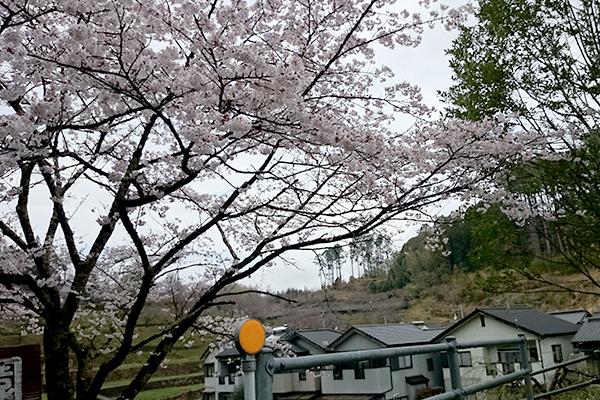針木浄水場 運動・自然公園 道沿いの桜