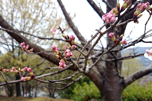 針木浄水場 運動・自然公園 雨上がりの桜のつぼみ