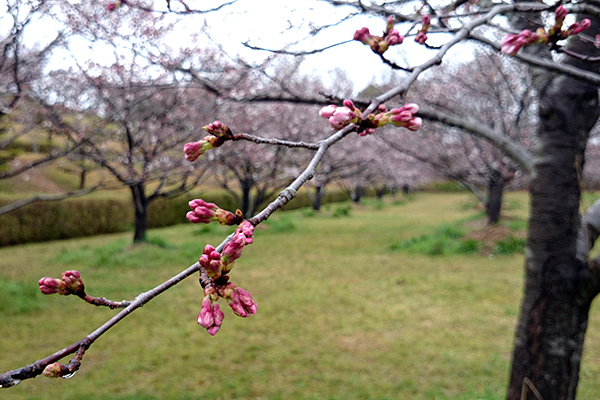 針木浄水場 運動・自然公園 広場の咲きかけ桜