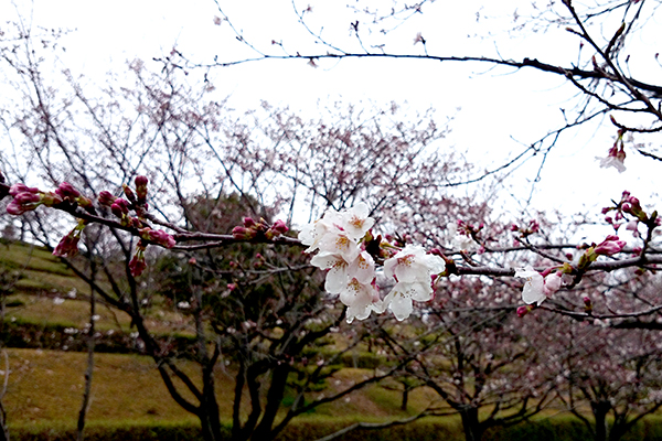 針木浄水場 運動・自然公園 広場の開花した桜