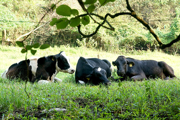 岡崎牧場 3匹の牛さん