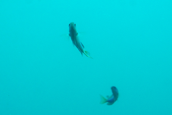 足摺海底館 海底の魚追いかけっこ