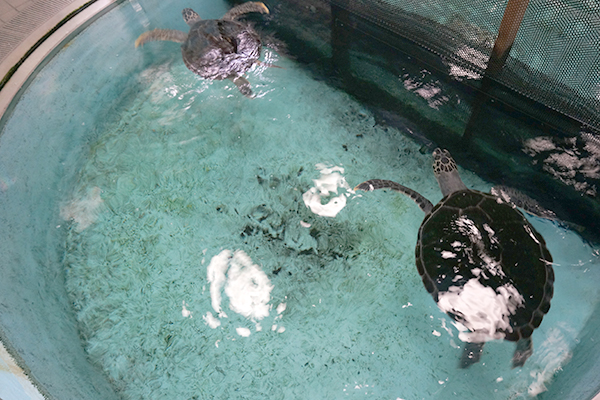 足摺海洋館 ウミガメ