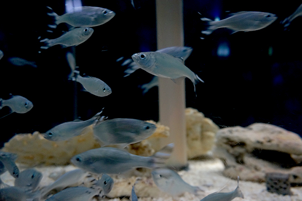 足摺海洋館 青い魚