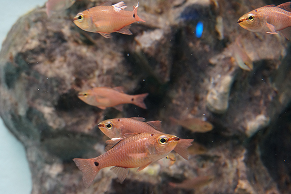 足摺海洋館 赤い魚