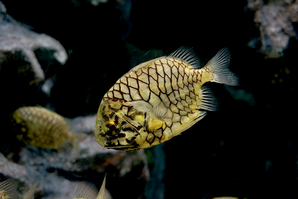 足摺海洋館 黄色い魚