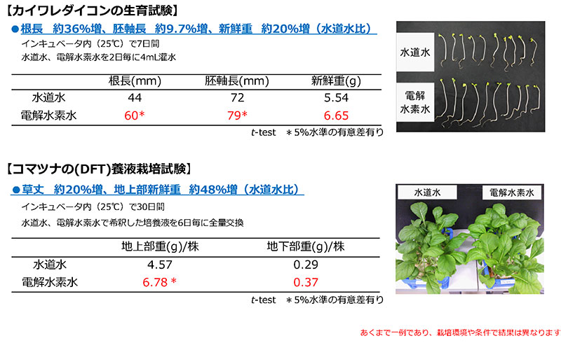 日本トリムの電解水素水で育てたカイワレダイコンと小松菜の成長比較