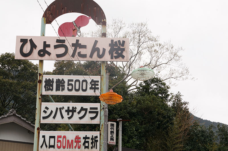 仁淀川町のひょうたん桜への標識看板