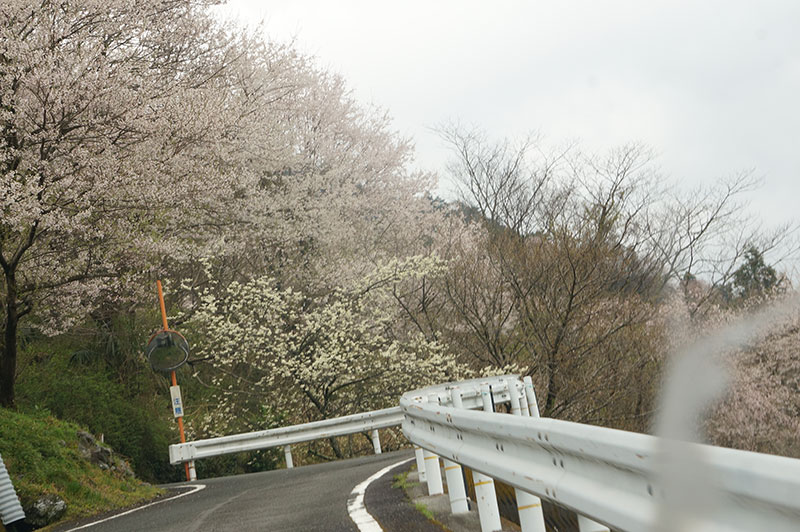 仁淀川町のひょうたん桜までの道中の桜