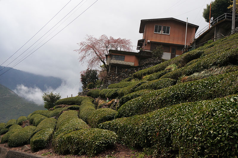 仁淀川町のひょうたん桜からの帰路の茶畑