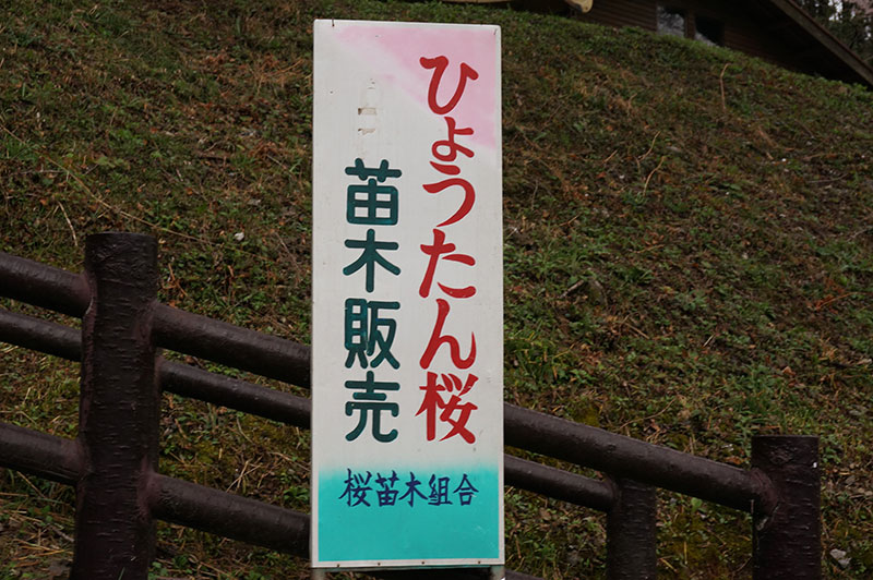 仁淀川町のひょうたん桜の苗木販売の看板